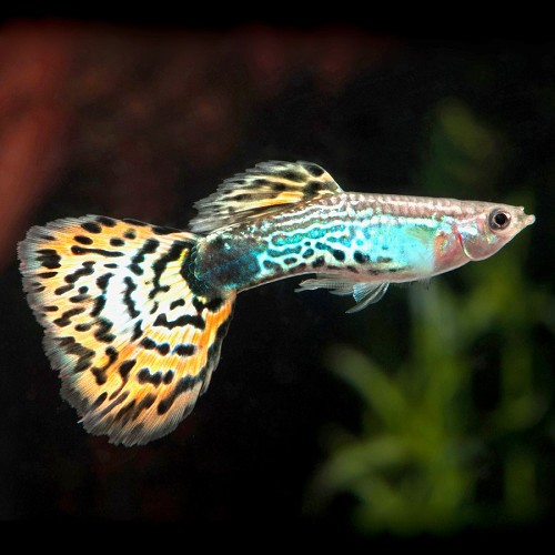 Poecilia reticulatus, Lebistes reticulatus - Guppy mix
